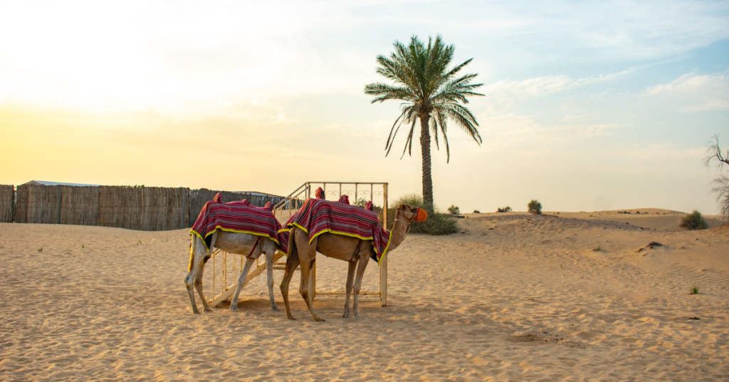 Planning Your Ultimate Dubai Desert Safari Adventure